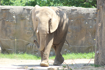 elephant