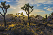 Joshua Tree National Park Sunset In The Desert