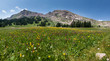 Wild Flower Panorama