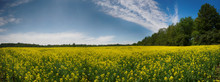 Panoramic View Of Blooming Yellow Rapeseed Field In Collingwood, Ontario