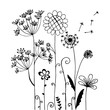 Hand drawn of wind flowers isolated on white.
