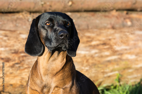 Bayerischer Gebirgsschweisshund Portrat Buy This Stock Photo And Explore Similar Images At Adobe Stock Adobe Stock