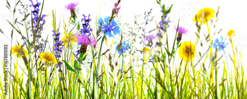 Bunte Blumenwiese Vor Weissem Hintergrund Panorama Kaufen Sie