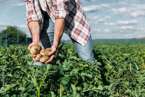 Fotomural farmer holding potatoes in field