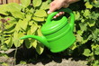 Garden Irrigation, Gartenbewässerung, eine Frau gießt Pflanzen im Garten mit einer kleinen Gießkanne