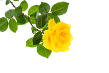 One Branch Of Blooming Yellow Rose Isolated On White Background