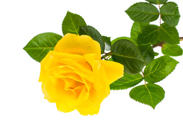 Wall Mural - One branch of blooming yellow rose isolated on white background