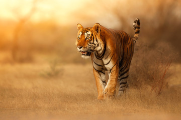 great tiger male in the nature habitat. tiger walk during the golden light time. wildlife scene with