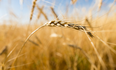 Yellow ears of wheat in a field in nature