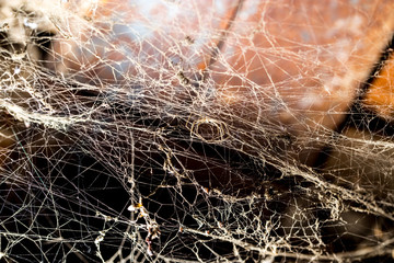 Wall Mural - Spider web on the ceiling as a background