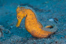 Close Up Of Northern Seahorse On Seabed In Java Sea