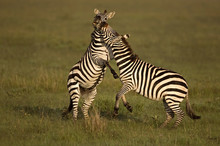 Plains Zebra Fighting On Grassy Landscape