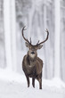 Portrait of red deer standing on snowy landscape in forest