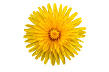 One Yellow Flower Of Dandelion On White Background With Clipping Path. Close-up. Studio Photography.