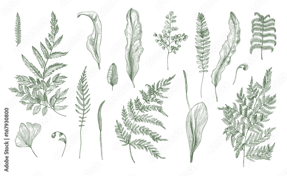 Fern realistic collection. Hand drawn sprouts, frond, leaves and stems set. Black and white vector illustration. - obrazy, fototapety, plakaty 