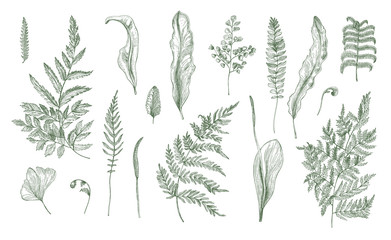 fern realistic collection. hand drawn sprouts, frond, leaves and stems set. black and white vector i