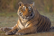 © NaturePL - Tigress sitting on grass