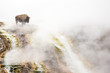 © NaturePL - Bison (Bison bison) standing in steam from geothermal springs. Yellowstone National Park, Wyoming, USA, February.