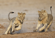 View Of Lion Playing In Etosha National Park 