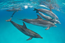 View Of Atlantic Spotted Dolphins With Bottlenose Dolphin In Sea