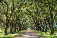 USA, Louisiana, Road Lined With Southern Live Oak (quercus Virginiana)