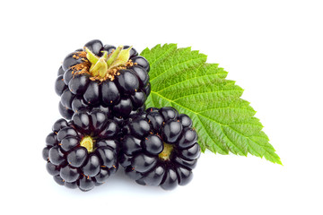 Wall Mural - BlackBerrys with leaf isolated closeup.