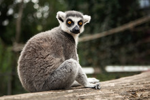 Sitting Ring-tailed Lemur