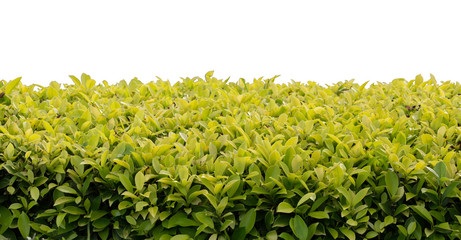 Wall Mural - green bush isolated on white background