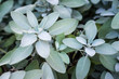 Plant of sage, aromatic herb