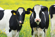 Two Cows Facing The Camera In Field Of Yellow Flowers