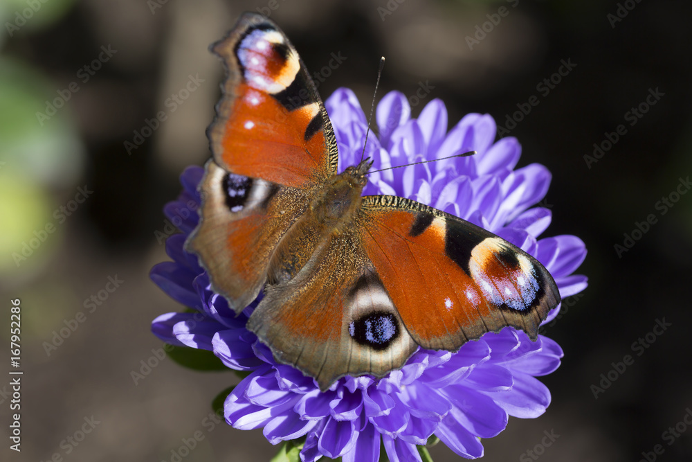 Бабочка павлиний глаз на сиреневой астре