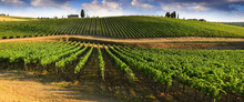 Beautiful Landscape Of Vineyards In Tuscany. Chianti Region In Summer Season. Italy.