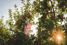 American Flag Hanging In An Apple Tree