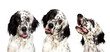 Portrait of an english setter dog looking