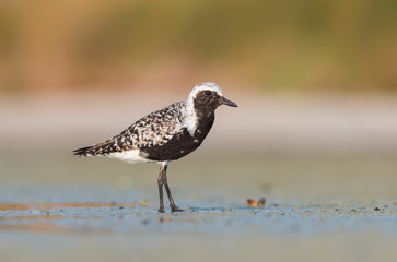 Wall Mural - Grey plover (Pluvialis squatarola)