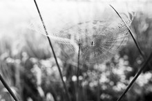 Spider On Its Web In The Grass