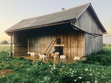 Goat Barn