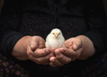 Baby Chick In Senior Woman's Hands