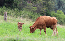 Brown Suckler Cow And Its Calf On A Pasture