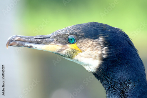 Cormoran Oiseau Mer Huppé Grand Plume Bec Oeil Tête Buy