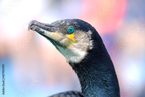 Cormoran Oiseau Mer Huppé Grand Plume Bec Oeil Tête Buy