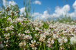 © skrotov - white clover wild meadow flowers in field over deep blue sky. Nature vintage summer autumn outdoor photo. Selective focus macro shot with shallow DOF