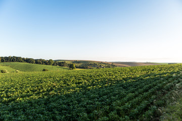 Wall Mural - Agricultura - Sul do Brasil