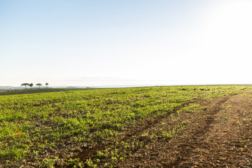 Wall Mural - Agricultura - Sul do Brasil