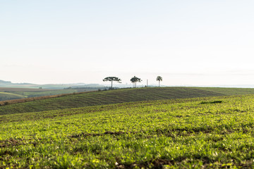 Wall Mural - Agricultura - Sul do Brasil