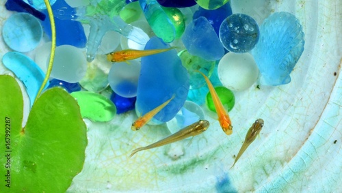 泳ぐメダカ 夏の涼しい風景 Stock 写真 Adobe Stock