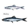 Anchovy fish isolated sketch for seafood design
