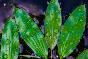 Green leaves plants water in the pond in raindrops, top view, closeup, macro