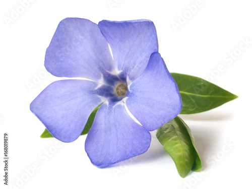 Fotografía bright violet wild periwinkle flower