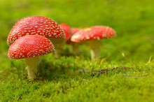 Amanita Muscaria, Poisonous Mushroom.